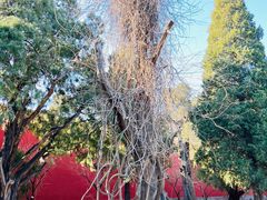 -北京市劳动人民文化宫(太庙)