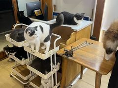 -是阿柴呀！柴犬咖啡·爱喵喵猫咖