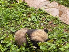 -中国大熊猫保护研究中心雅安碧峰峡基地