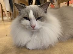 -Let's go狗咖·猫咖·奶狗·桌游(春熙路IFS店)