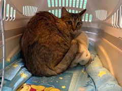 -天宠宠物医院24小时·急重症诊疗中心·全科·腔镜特色(和平分院)