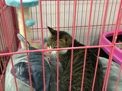 -创凡宠物医院·骨专科  猫科中心(西乡分院)