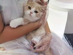 -小猫来了·猫舍(红山六九七九店)