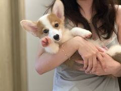 -翊宠yipet猫狗购宠庄园犬舍•猫舍