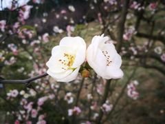 -秀丽东方
