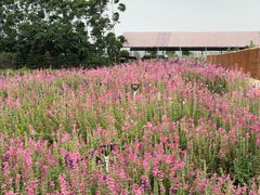-迪茵湖田家舍生态农场