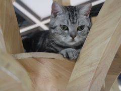 -猫和宫(六道口店)