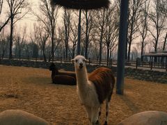 -北京野生动物园