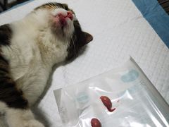 -灵美宠物诊所