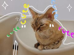 -有喵·猫咖·狗咖·30几只猫10只小狗(岗厦店)