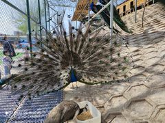 -北京鹿世界主题园