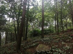 -铁山坪森林公园