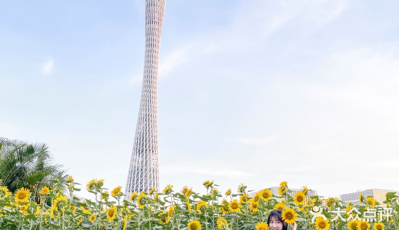 🌻金黄色向日葵花海 广州塔下的浪漫