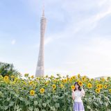 🌻金黄色向日葵花海 广州塔下的浪漫