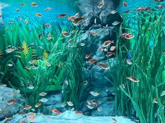 -上海海洋水族馆
