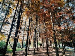 -贵阳市花溪国家城市湿地公园