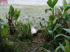 -昆山城市生态森林公园