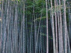 -杭州植物园