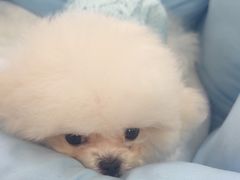 -翊宠yipet猫狗购宠庄园犬舍•猫舍