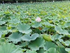 -莲花池公园