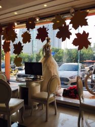 点击看大图 -完美新娘婚纱摄影