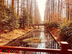 -东平国家森林公园