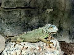 -黔灵山公园
