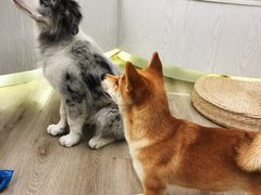 -浣熊柯尔鸭土拨鼠·电玩咖