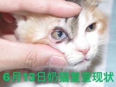 -萌兽医馆·犬猫专科·眼科中心·宠物医院(朝阳门分院)