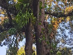 -中国科学院西双版纳热带植物园