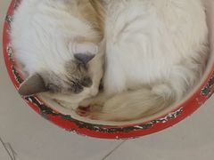 -平行世界·猫咖(首经贸店)