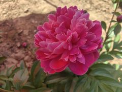 -洛阳市隋唐城遗址植物园