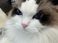 -猫十亿·布偶金渐层·曼基康矮脚猫舍(青年路店)