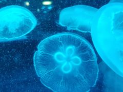 -欢乐海岸海洋奇梦馆