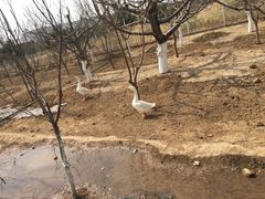 -食家鸽园