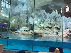 -帝企鹅自助餐厅•儿童岛•真企鹅(长隆企鹅酒店)