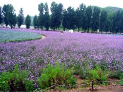薰衣草-紫海香堤香草艺术庄园