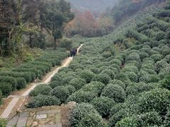 -十八棵（老龙井）御茶园(老龙井店)