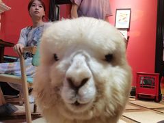 -猫色咖啡·猫咖