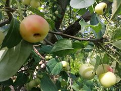 -元大都城垣遗址公园