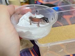 -酷以爬仙阁实体爬宠店·守宫·蜥蜴·专业繁育