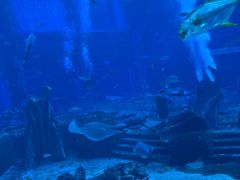 -亚特兰蒂斯•OSSIANO奥西亚诺海底餐厅