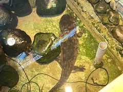 -印象鲵宴·张家界地标美食名片(溪布街店)