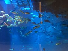 -迪拜水族馆及水下动物园