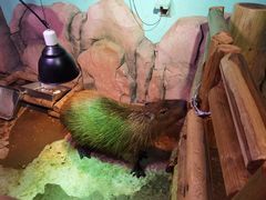 -正佳雨林生态植物园