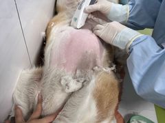 -中国农业大学动物医院