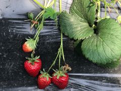 -胜丰草莓采摘园