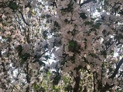 -桃花堤公园