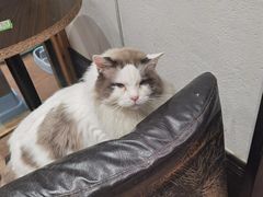 -猫色咖啡·猫咖