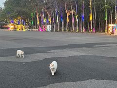 -枫花园汽车电影院(朝阳公园店)